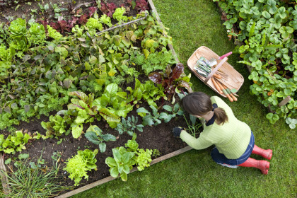 Digging The Vegetable Garden