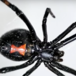 Black Widow Spider Bite