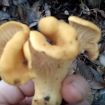 Mushroom Hunting in Sonoma