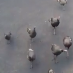 Here come the turkeys!