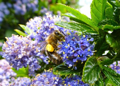 Signs of spring: a bumble bees hovers among the ceanothus flowers.